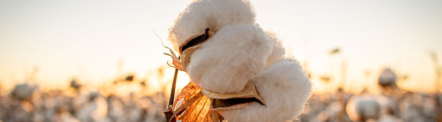 Cotton Flower